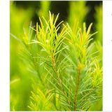 TEA TREE
